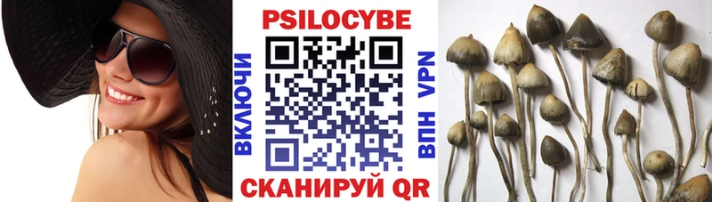 Псилоцибиновые грибы Cubensis  Пестово 